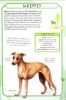 Picture of SPOT 50 DOGS